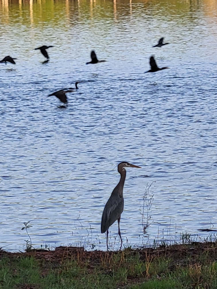 Crane at Lake Murray